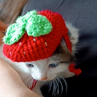 örgü çilekli kedi şapkası