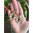 Leopar desen