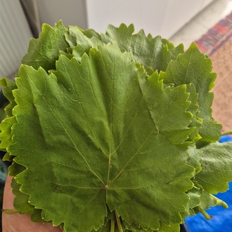 TARSUS ÜZÜM YAPRAĞI 