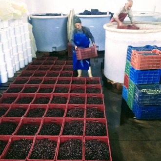 Trilye Salamura 4 KG