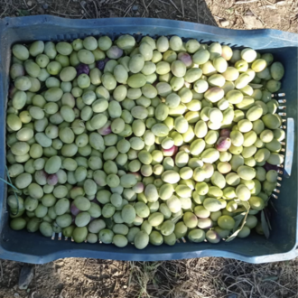 Erken Hasat Zeytinyağı 5 LT