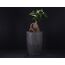 Nordic Bonsai Saksı | Minimalist ve Zamansız Tasarım