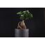 Nordic Bonsai Saksı | Minimalist ve Zamansız Tasarım