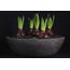 Horizon Bowl – Fonksiyonel Dekoratif Saksı
