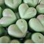 Tatlı Kalpler 12' li Set 180 Gram Lüks El Yapımı Soya Wax Melts Buhurdanlık Mumu 