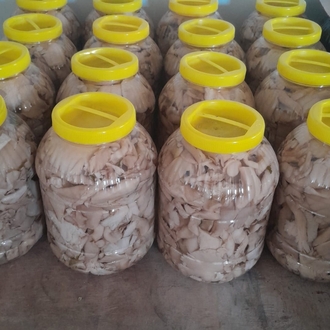 istiridye mantar 3 kg