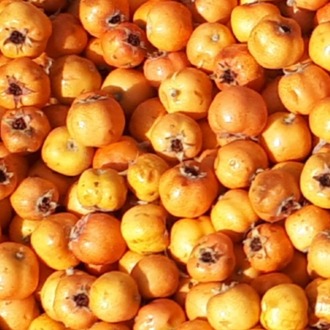 Alıç Marmelatı