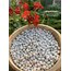 İspir Fasulyesi  1 KG (YENİ MAHSÜL)