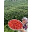 Kızılcık Marmelatı 325 GR (EV YAPIMI)