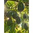 8'Lİ  Avokado Kutusu