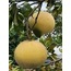 Pomelo (Şadok) Adet (Yerli)