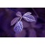 Leaves IV