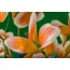Leaves V