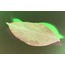 Leaves VII