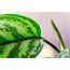 Leaves IX