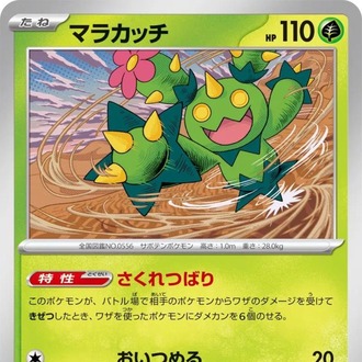 Maractus
