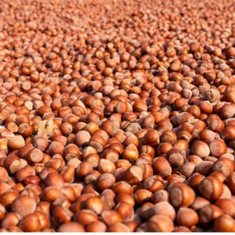 Vakumlu Taze Kavrulmuş Düzce Fındığı - 500 gr