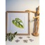 Monstera (Devetabanı) Çizimi