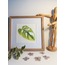 Monstera (Devetabanı) Çizimi