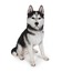  Hot Ant Craft Husky Köpek Figürü El Boyama 51cm