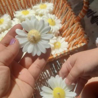Papatya mum
