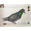 Güvercin / Pigeon