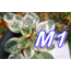 M1 1 NUMARA YAPRAK