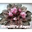CARALLİS ANGEL YAPRAK