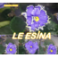 LE ESİNA YAPRAK