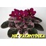 NK VALENTİNKA YAPRAK