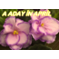 ADAY İN APRİL YAPRAK
