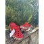 CROCS KIRMIZI