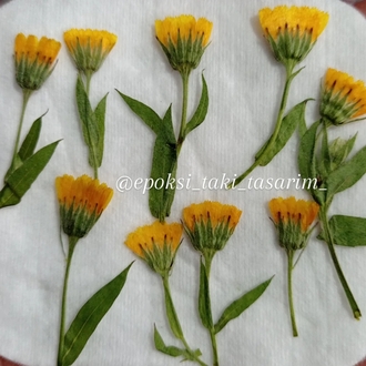 Yabani Aynı Safa Çiçeği (Kurutulmuş Çiçek)