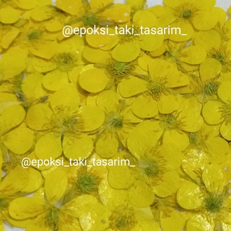 Düğün Çiçeği (Kurutulmuş Çiçek)