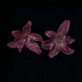 Pembe sümbül küpe