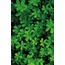 Botanical 30'lu Duvar Posteri Seti Oda Dekoru Botanik Temalı Poster Seti