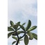Botanical 30'lu Duvar Posteri Seti Oda Dekoru Botanik Temalı Poster Seti