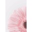Pembe 30'lu Duvar Posteri Seti Oda Dekoru Pembe Poster Seti