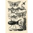 Vintage Botanical 30'lu Duvar Posteri Seti Oda Dekoru Vintage Botanical Poster Seti