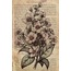 Vintage Botanical 30'lu Duvar Posteri Seti Oda Dekoru Vintage Botanical Poster Seti