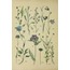 Vintage Botanical 30'lu Duvar Posteri Seti Oda Dekoru Vintage Botanical Poster Seti