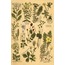 Vintage Botanical 30'lu Duvar Posteri Seti Oda Dekoru Vintage Botanical Poster Seti