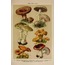 Vintage Botanical 30'lu Duvar Posteri Seti Oda Dekoru Vintage Botanical Poster Seti