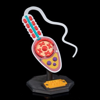 Sperm Hücresi Modeli