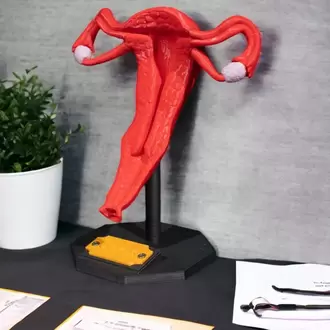 Kadın Üreme Sistemi Modeli