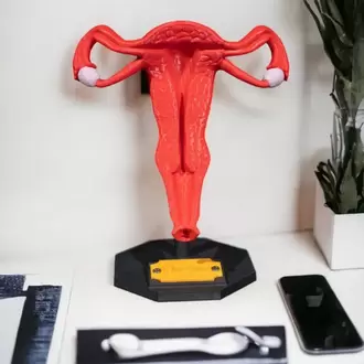 Kadın Üreme Sistemi Modeli