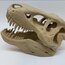 T-Rex Kafatası
