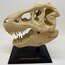 T-Rex Kafatası