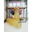 SİRKENCUBİN ŞERBETİ (1 LT)