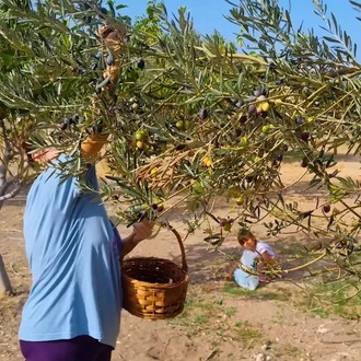 Köy Usulü Doğal Siyah Zeytin – Katkısız & Organik (1 kilo)